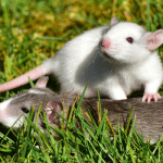 rat removal service