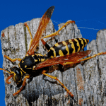 wasp removal service